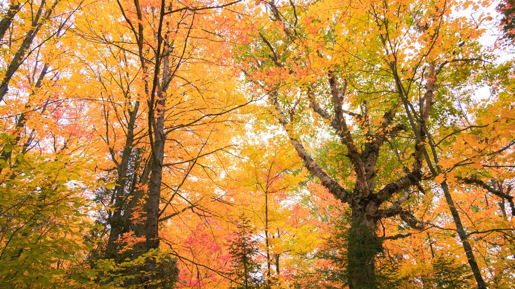 Summerlike weekend on tap in Twin Cities; fall returns early next week — WCCO / CBS Minnesota, Orono Community news