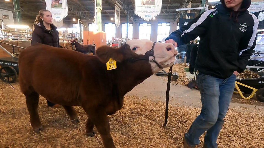 Spotlight on beef as Minnesota midterms near — WCCO / CBS Minnesota, Orono Community news