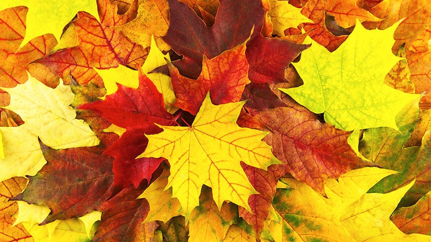 Cooler, quieter fall weather returns Tuesday in the Twin Cities — WCCO / CBS Minnesota, Orono Community news