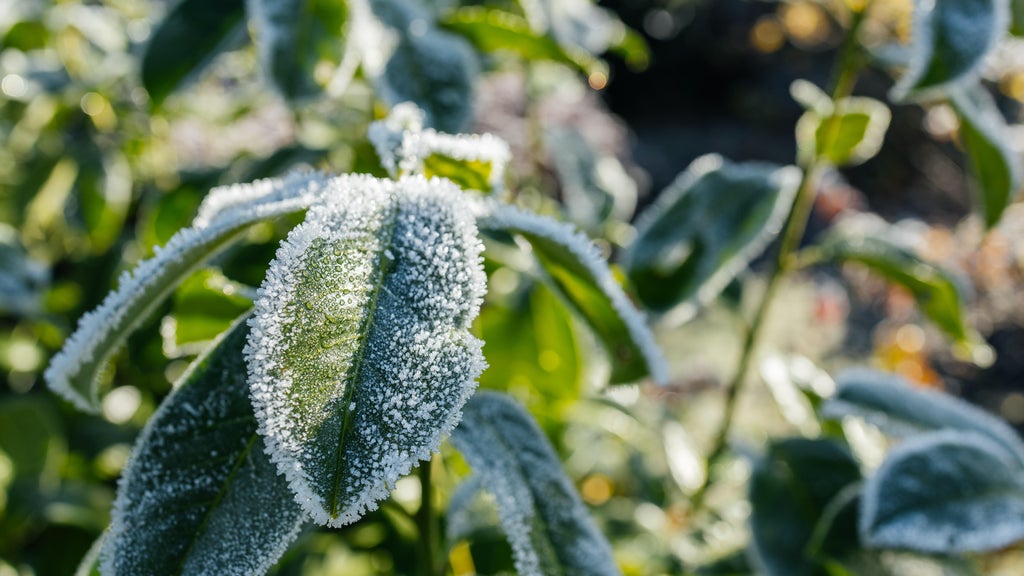 The first frost of the season is expected Saturday. Here's how to prepare your garden — WCCO / CBS Minnesota, Orono Sports news