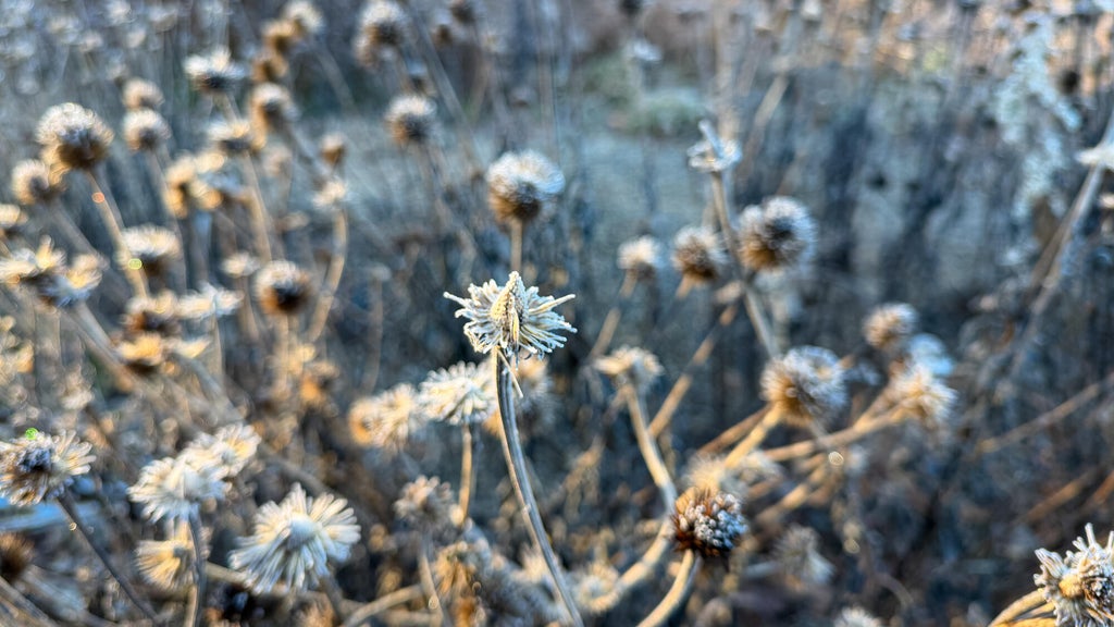 Breezy winds bring cool air to Minnesota, with first frost possible in the metro Friday night — WCCO / CBS Minnesota, Orono Sports news