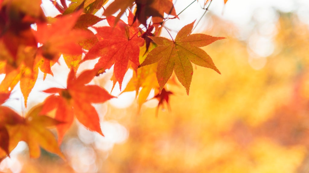 More sunny, mild late October weather in Minnesota Tuesday — WCCO / CBS Minnesota, Orono Business news