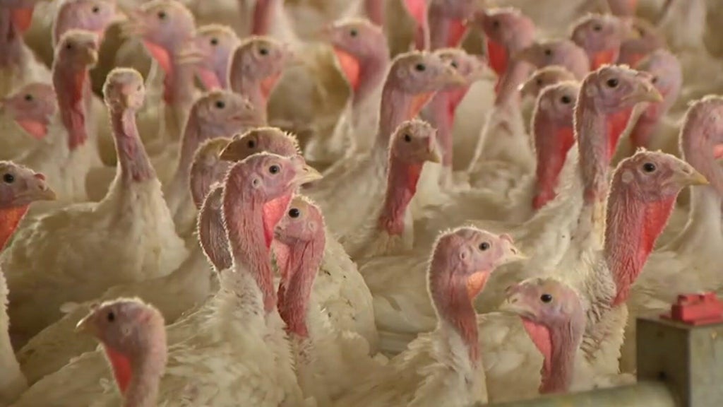 Bird flu confirmed in Barron County, Wisconsin, commercial poultry flock — WCCO / CBS Minnesota, Orono Real Estate news