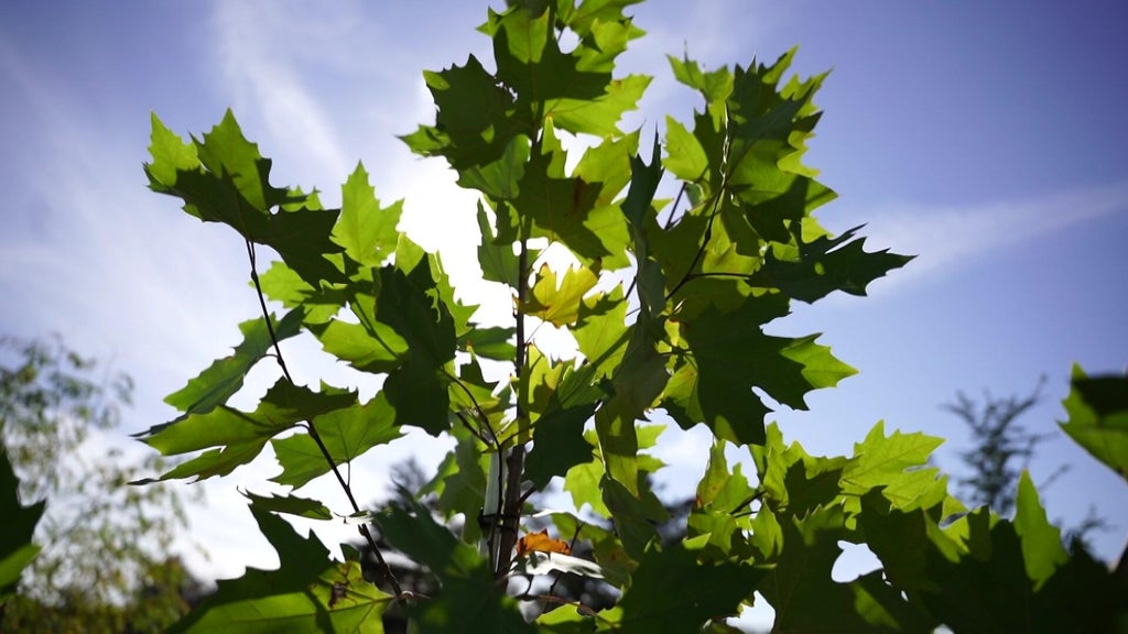 St. Paul city employees help plant trees at church in Rondo neighborhood — WCCO / CBS Minnesota, Orono Real Estate news