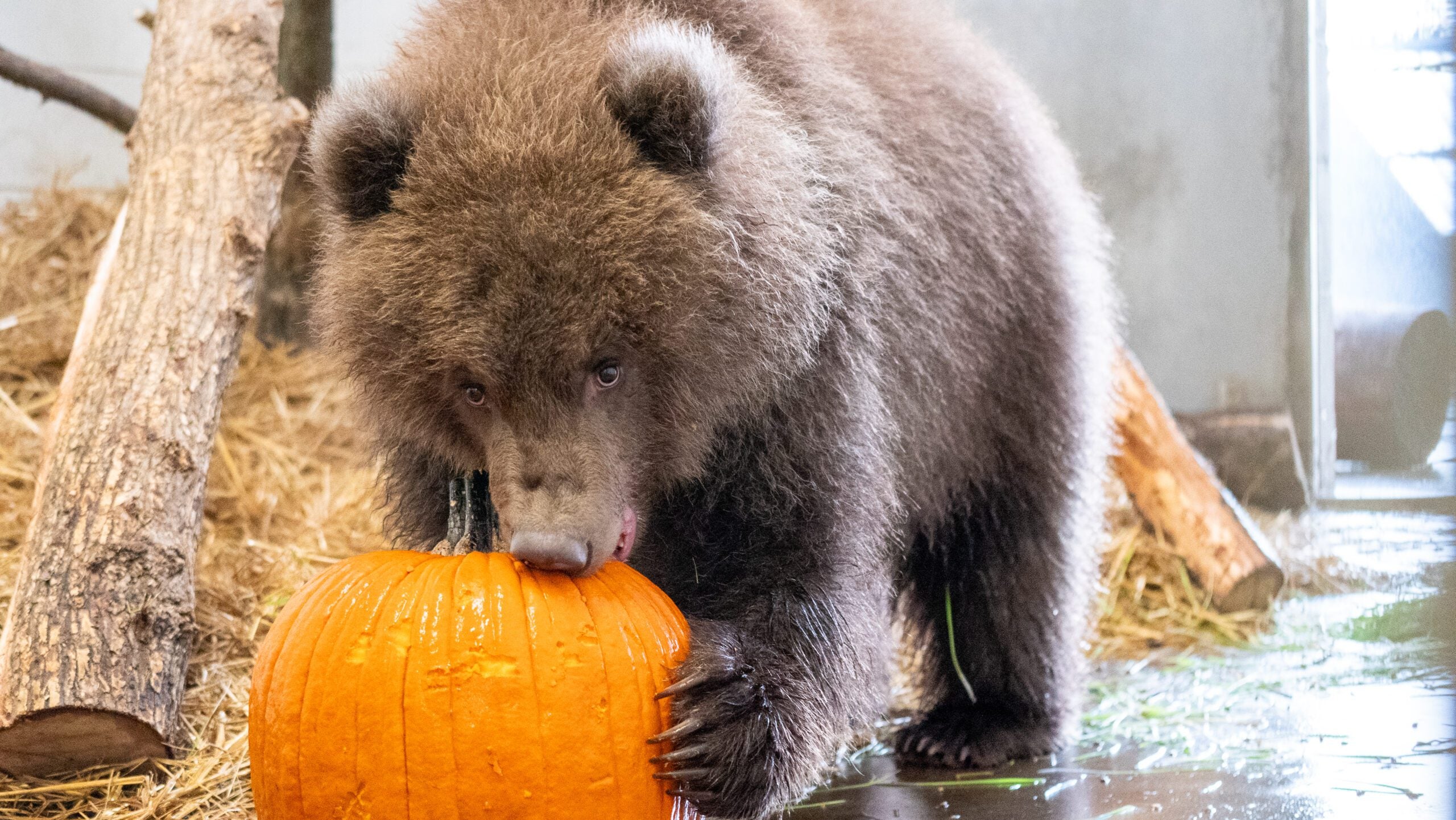 Minnesota Zoo welcomes 3 orphaned brown bear cubs rescued from Alaska — Orono Health news