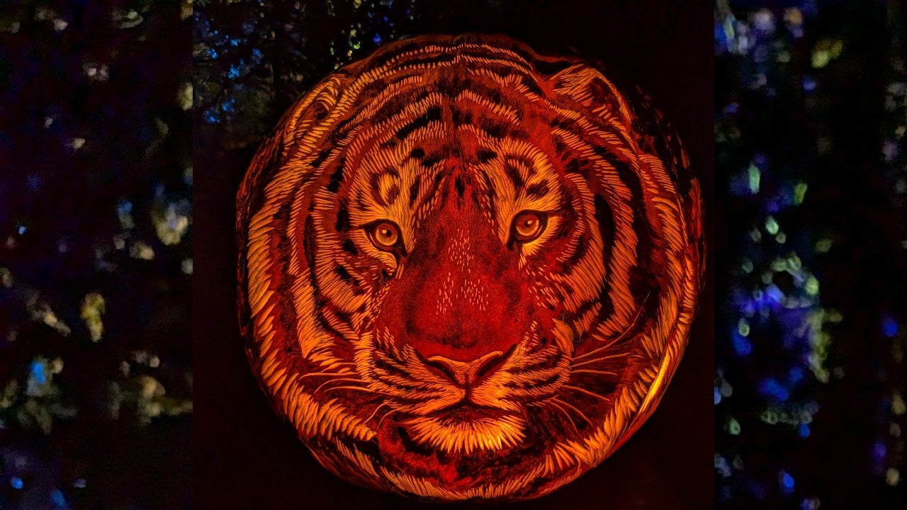 Behind the scenes of pumpkin carving at the Minnesota Zoo — KSTP 5