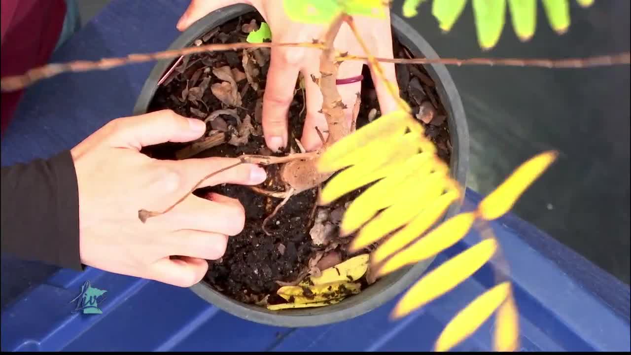 Tips for Planting Trees — KSTP 5, Orono Community news