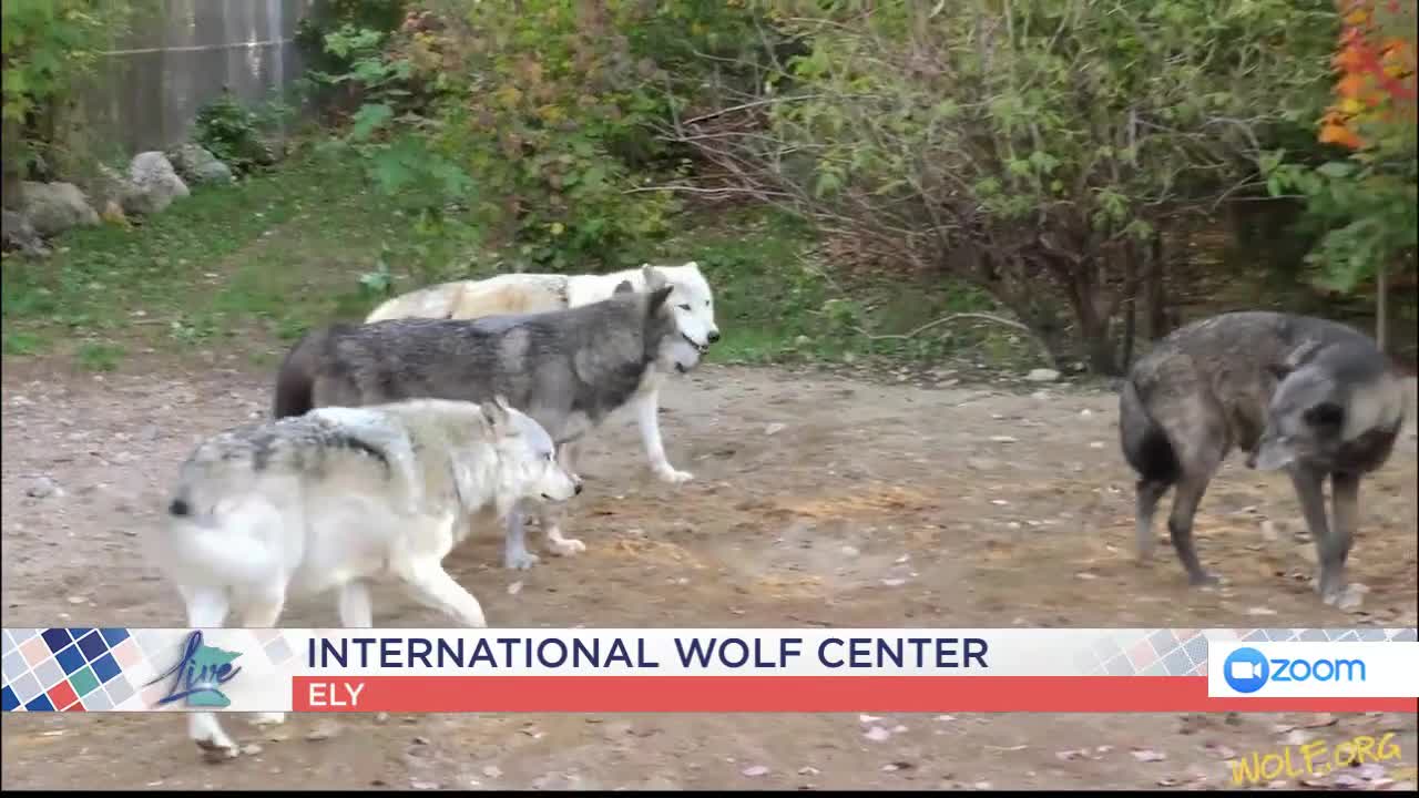 International Wolf Center — KSTP 5, Orono Community news