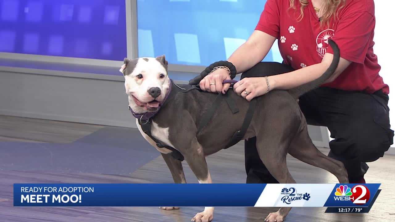 Moo at Southeast Volusia Humane Society is looking for a home — WESH 2 Orlando, Orono Community news