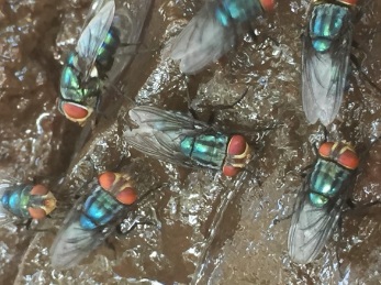Odor complaints target Mexico’s screwworm fly facility — KFGO, Orono Schools news
