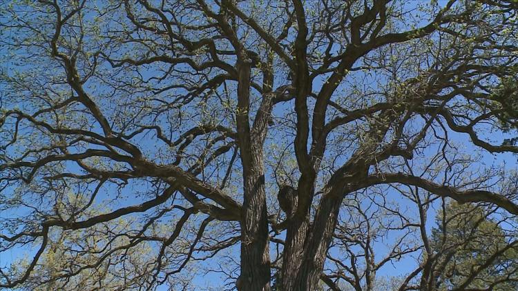 How to keep your oak trees healthy — KARE 11 Local, Orono Health news