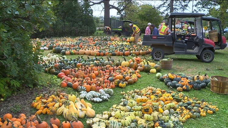 Pumpkin 101: Best to cook, carve & display — KARE 11 Local, Orono Community news