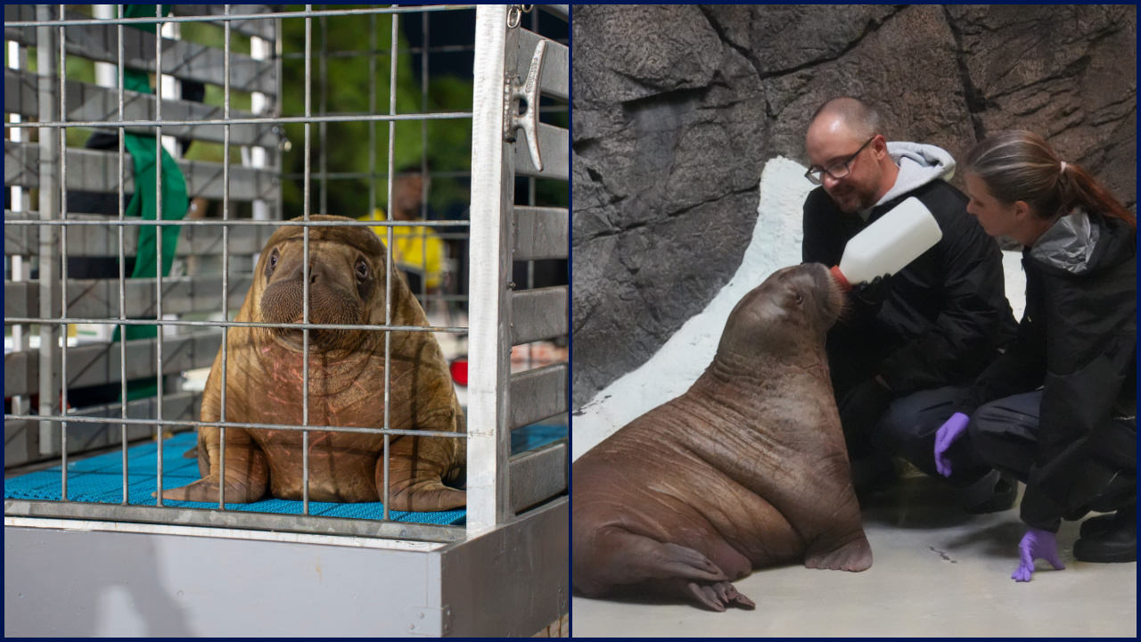 Orphaned baby walrus in Alaska flown 4,800 miles to new home in Florida — FOX 9, Orono Community news