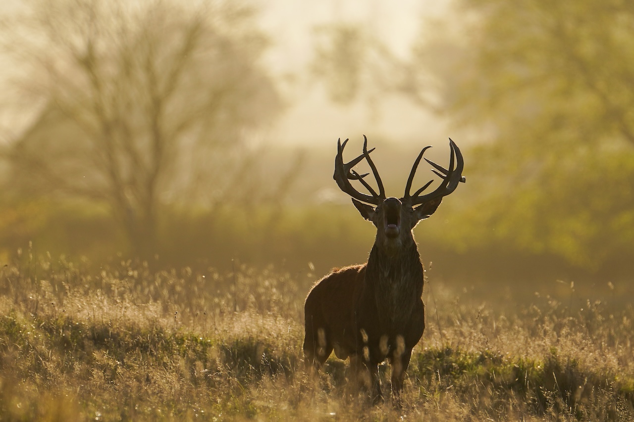 Deer-related crashes spike in the fall. Here's why. — FOX 9, Orono Sports news