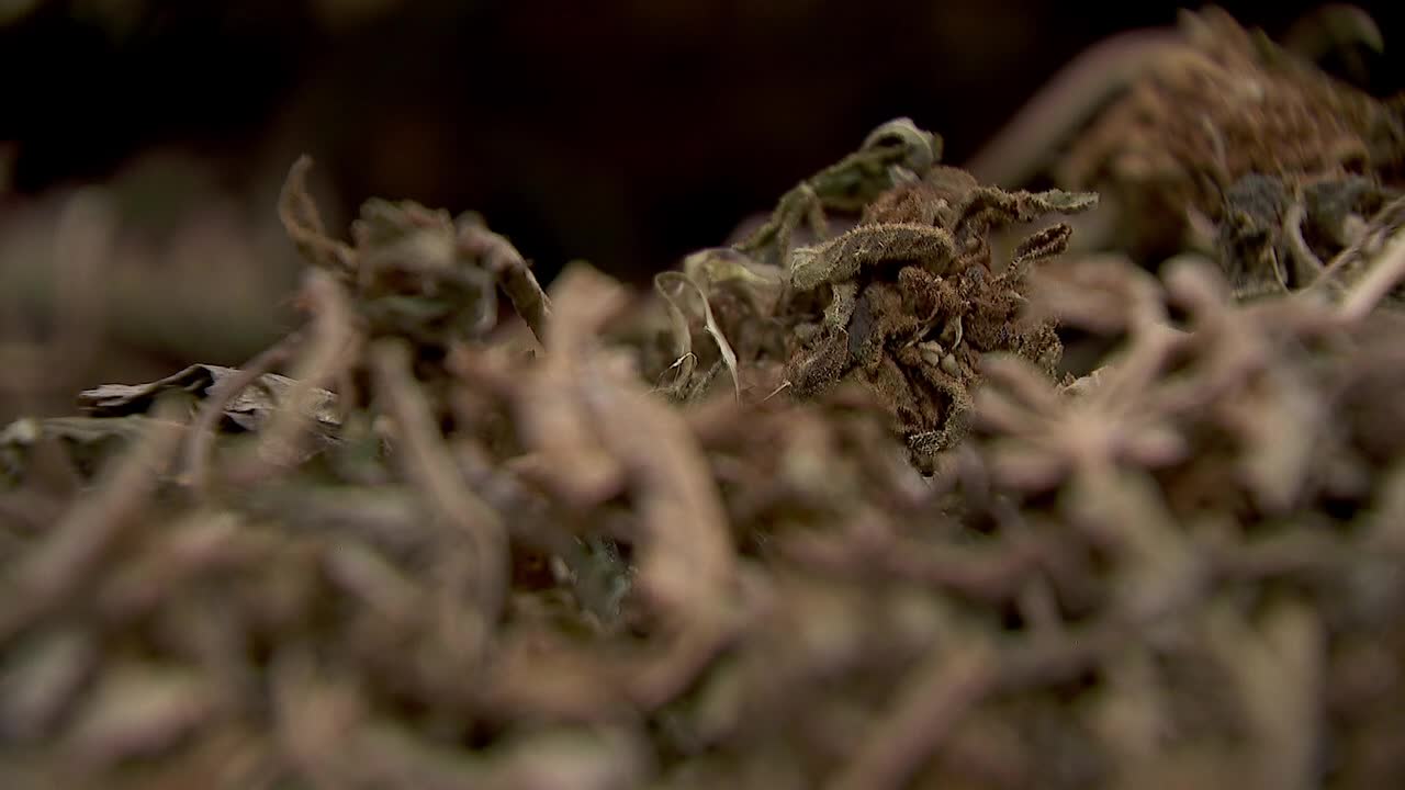 Hemp THC deadline hits $200 million industry, leads to layoffs, but liquor stores may maintain — FOX 9, Orono Business news