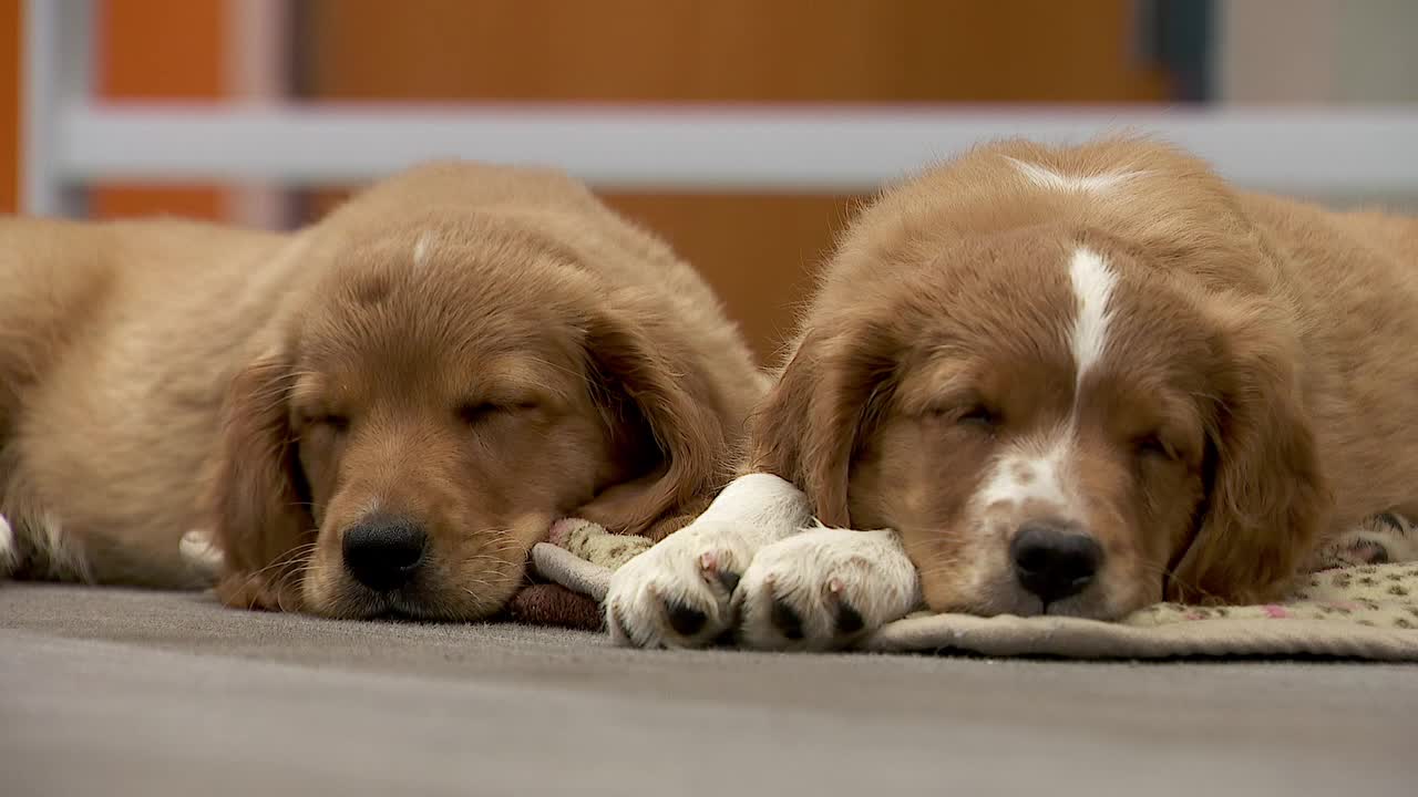 36 dogs rescued from unlicensed breeder in Cass County — Orono Community news