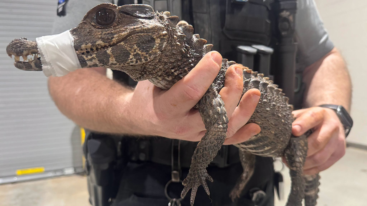 Watch: Deputies in Oklahoma capture escaped caiman after months on the loose — FOX 9, Orono Community news